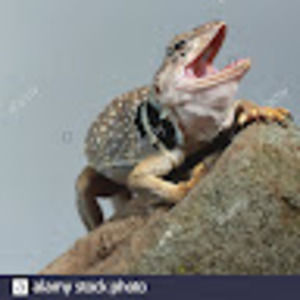 Meet your Posher, Ikaplizard